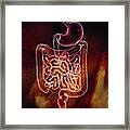 Gastrointestinal System #1 Framed Print