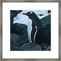 Gentoo Penguin #1 Framed Print