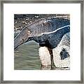 Giant Anteater #1 Framed Print