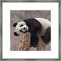 Giant Panda Cub Wolong National Nature Framed Print