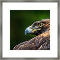 Golden Eagle #1 Framed Print