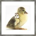 Gosling And Roborovski Hamster #1 Framed Print