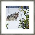 Gray Wolf #1 Framed Print