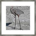 Great Blue Heron On The Beach Framed Print