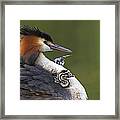 Great Crested Grebes Feeding Chick #1 Framed Print