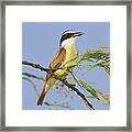 Great Kiskadee #1 Framed Print