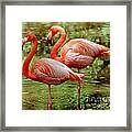 Greater Flamingoes Framed Print