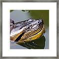 Green Anaconda Eunectes Murinus #1 Framed Print