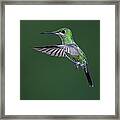 Green-crowned Brilliant Hummingbird #1 Framed Print