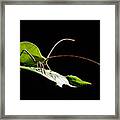 Green Leaf Katydid #1 Framed Print