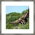 Griffon Vulture #1 Framed Print