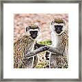 Grivet Monkey Chlorocebus Aethiops #1 Framed Print