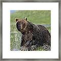 Grizzly Bear Running Through Water #1 Framed Print