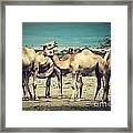 Group Of Camels In Africa #1 Framed Print