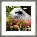 Guinea Pig #1 Framed Print