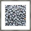 Harvested Blueberries #1 Framed Print