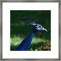 Head Shot #1 Framed Print