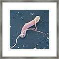 Helicobacter Pylori Bacterium #1 Framed Print