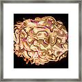 Hiv Infected T-cell #1 Framed Print