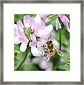 Honeybee On Crown Vetch #3 Framed Print