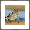 House Sparrow Passer Domesticus Biblicus #1 Framed Print