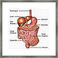 Human Digestive System, Illustration #2 Framed Print