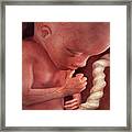 Human Foetus In The Womb #1 Framed Print