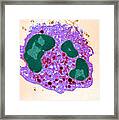 Human Neutrophil, Tem #1 Framed Print