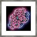 Human Transthyretin Molecule #1 Framed Print