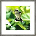 Hummingbird 1 2014 Framed Print