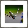 Hummingbird #1 Framed Print