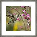 Hummingbird Heaven  #3 Framed Print