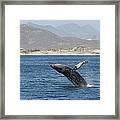 Humpback Whale Breaching Baja #1 Framed Print