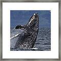 Humpback Whale Breaching Prince William Framed Print