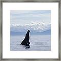 Humpback Whale Breaching Southeast #1 Framed Print