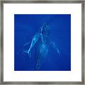 Humpback Whale Cow Calf And Male Escort #1 Framed Print