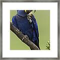 Hyacinth Macaw Eating Palm Nut Framed Print