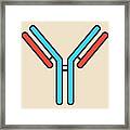 Igg Antibody #1 Framed Print