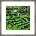 Indonesia, Bali, Rice Fields And #1 Framed Print