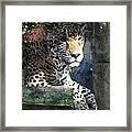 Jaguar #1 Framed Print