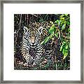 Jaguar Panthera Onca, Pantanal #1 Framed Print