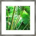 Jamaica, Palm Leaves #1 Framed Print