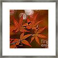 Japanese Maple #1 Framed Print