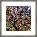 Japanese Maple Tree Framed Print