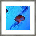 Jellyfish 4 #1 Framed Print