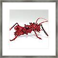 Katydid #1 Framed Print