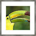 Keel-billed Toucan #1 Framed Print