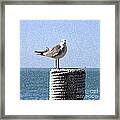 Key West Greeter #2 Framed Print