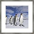 King Penguins St Andrews Bay, South #1 Framed Print