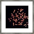 Kleinfelter Syndrome Karyotype #1 Framed Print